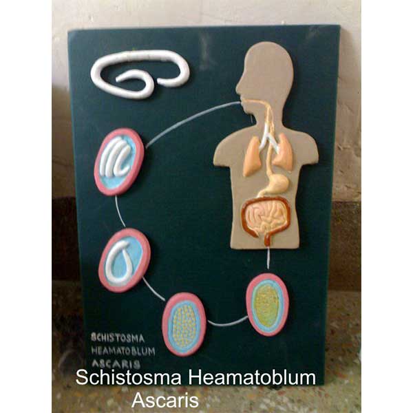 Community Medicine Products - Image 7