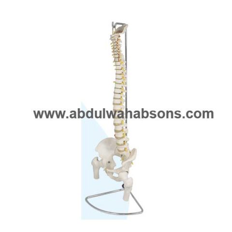 Anatomical Model