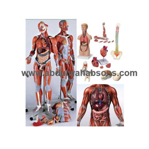 Anatomical Model 11