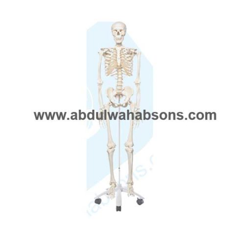 Anatomical Model 2