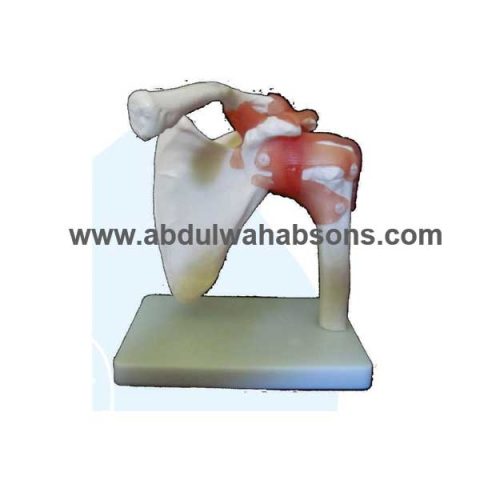 Anatomical Model 5