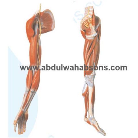 Anatomical Model 8