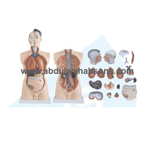 Anatomical Model 9